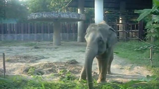 Elephant in Dusit Zoo, Bangkok смотреть онлайн