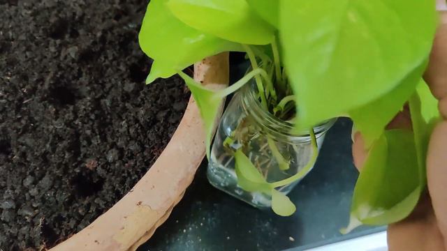 सिर्फ 5 दिनों में आएँगी ढेर सारी जड़े। In just 6 weeks make your Money plant bushy & beautiful . смотреть онлайн