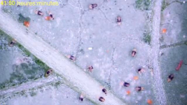 L' Acaricide Nealta | BASF