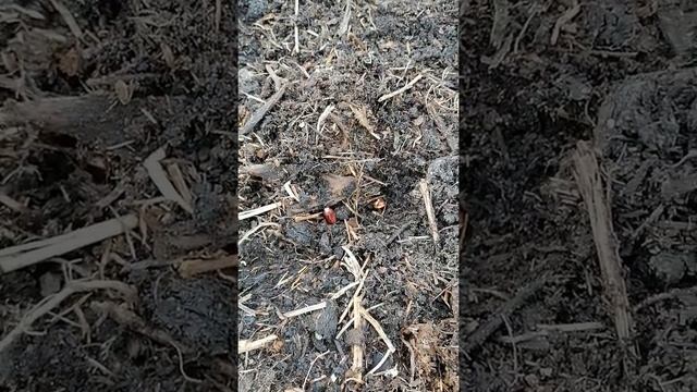 Посадка кукурузы, фасоли и патиссонов в одну грядку. смотреть онлайн