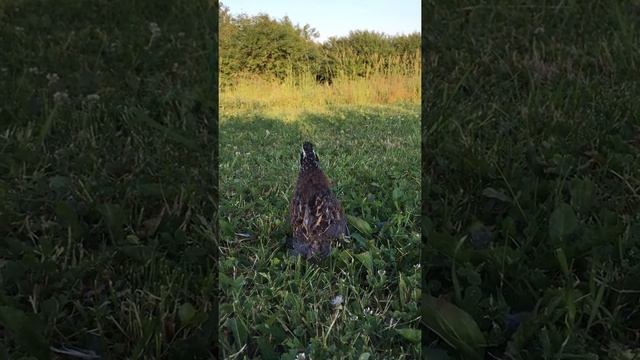 Виргинская куропатка смотреть онлайн