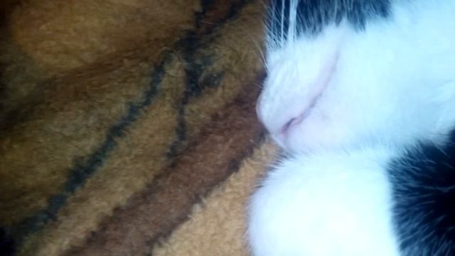 Дёргалки-сопелки | Кошки смотреть онлайн