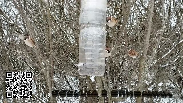 Кормушка в кустарнике | Воробьи | Синицы | Лазоревки | Накормим птиц зимой смотреть онлайн