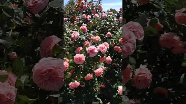 ШИКАРНОЕ цветение розы Чиппендейл / Nostalgic Hybrid Tea Rose Chippendale / Rozi Mira #shorts смотреть онлайн