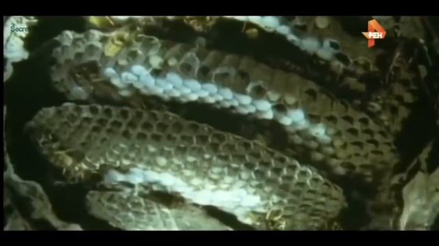 Насекомые ЕСТЬ на красной планете! Марсианские жуки подо льдом смотреть онлайн