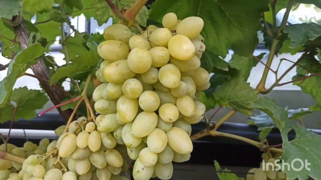 ГФ БАНАНАС Писанка О.М. смотреть онлайн