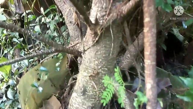 Tiger bark смотреть онлайн