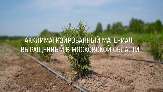 Питомник туй Ирины Любченко смотреть онлайн