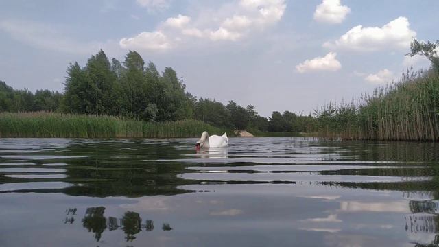 ЖАРА, ВОДА и ЛЕБЕДИ. БРЕСТСКОЕ МОРЕ смотреть онлайн