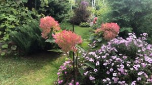 Осенняя красота гортензий. Бонфаер.