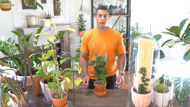 Houseplant Trends 2022: Monstera Peru (Monstera Karstenianum) Crucial Care! #Monstera #MonsteraPeru