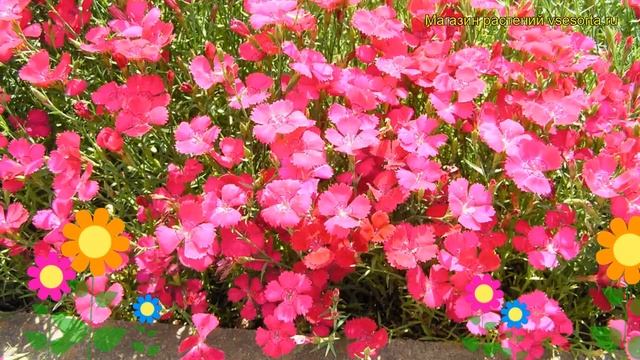 Гвоздика травянка Брилэнс. Краткий обзор, описание характеристик dianthus deltoides Brillancy смотреть онлайн