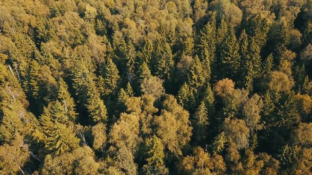 Полет над лесом, конец августа Mavic Pro 4K смотреть онлайн