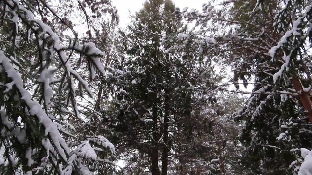 №2979 13. 01. 2023 Голоса птиц в лесу смотреть онлайн