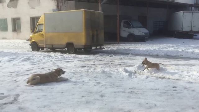 Алабай и Бультерьер 2 смотреть онлайн