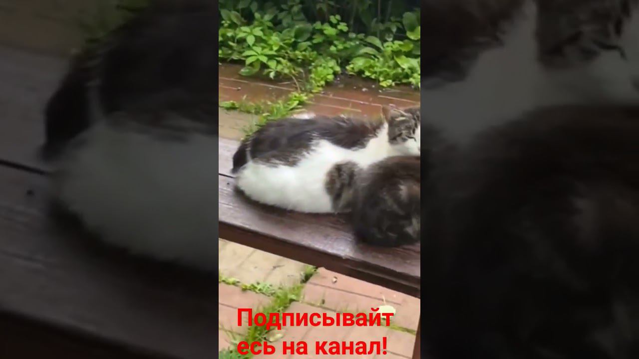 Кошачья семья заняли нашу лавку! смотреть онлайн