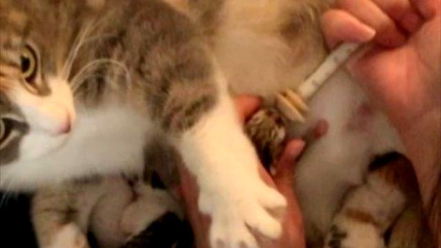 Беременная кошка дрожала от страха, прячась в углу клетки смотреть онлайн
