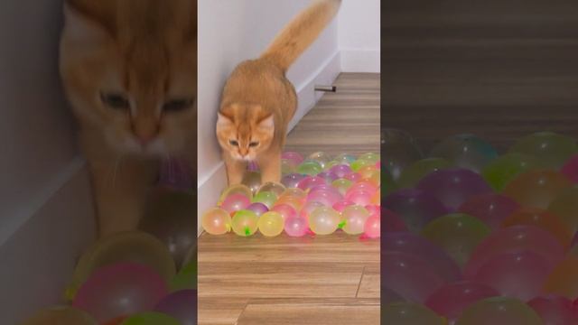 Can Cats Walk On This? ?? смотреть онлайн