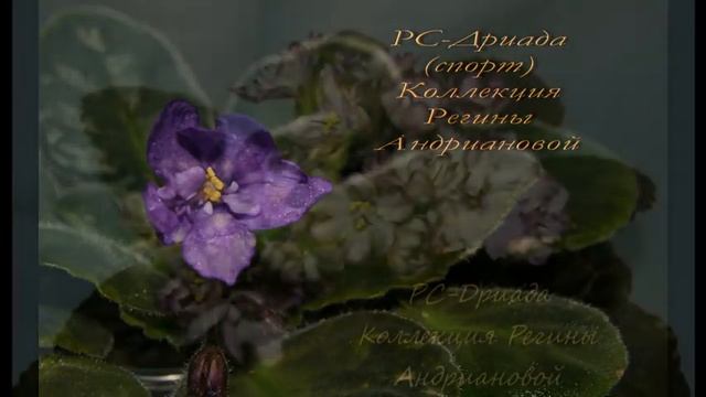 Мои СОРТОВЫЕ ФИАЛКИ (фото),ч.4 смотреть онлайн