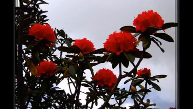 กุหลาบพันปี ไม้ประดับดูดสารพิษ смотреть онлайн