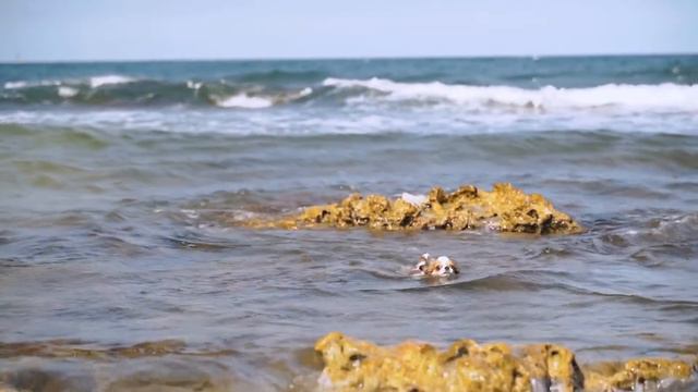 little and charming chihuahua dog swimming in sea water bf смотреть онлайн