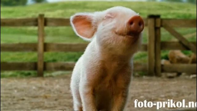 Маленькие животные=) смотреть онлайн