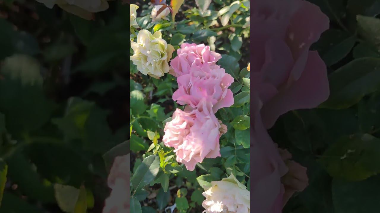 Ред Ай и Бурбон Стрит rosebushes ru смотреть онлайн