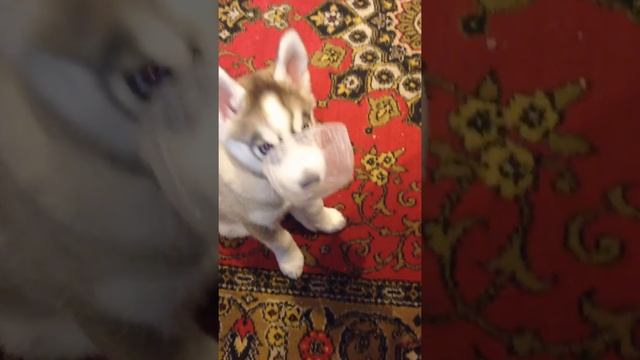 Дрессировка Хаски 2 месяца смотреть онлайн