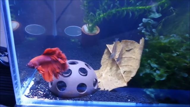 раки и петушок(супердельта) смотреть онлайн