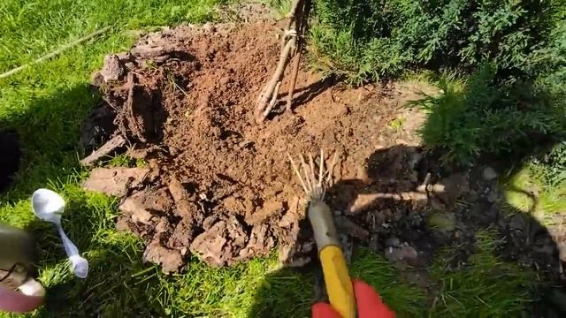 Что сыпнуть под гортензии в сентябре? Две последние осенние подкормки - чтобы лучше зимовали и цвел смотреть онлайн