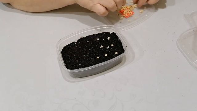 Как я сею перец. Посев из семян плодов магазинного перца. смотреть онлайн