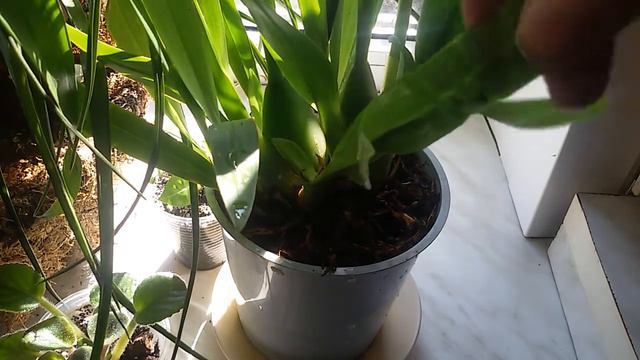 Почему листья орхидей складываются гармошкой. Орхидеи камбрии. смотреть онлайн