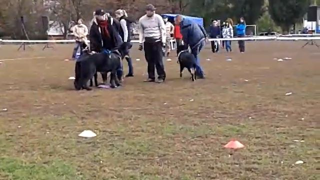 День защиты животных! смотреть онлайн