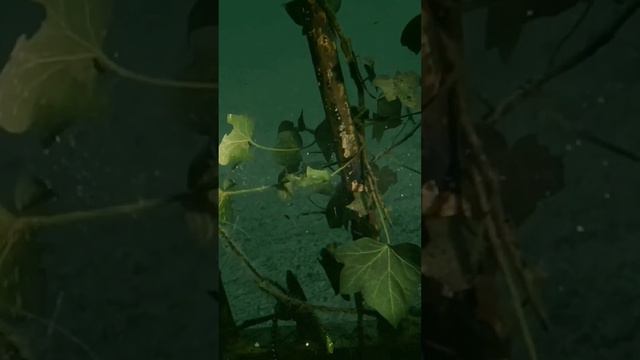 Два видеоблогера спускаются на дно озера #фильмы #моменты смотреть онлайн
