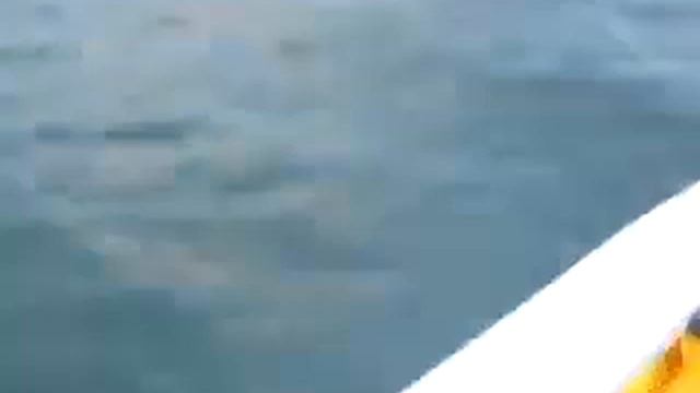 rays trevally on Berkely Gulp 2 inch shrimp смотреть онлайн