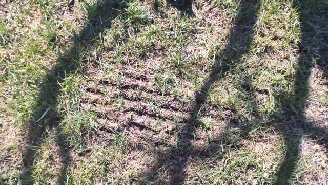 Уход за газоном после зимы - 2 недели после обработки. Весна, видео №4 (11.04.2021) смотреть онлайн