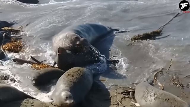 Ученые из России Раскрывают Секрет Антарктиды: 