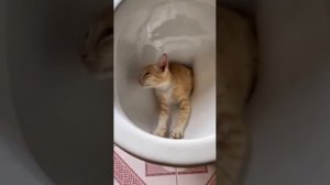 момент из сегодняшнего видео.  #shorts