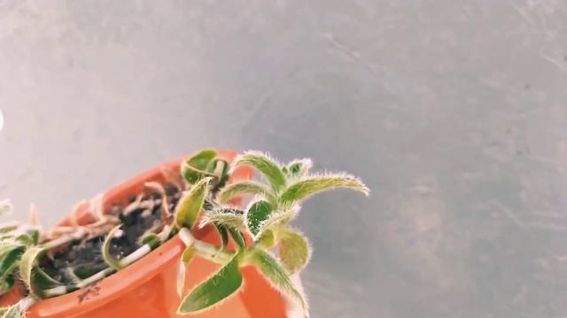 Цианотис сомалийский смотреть онлайн