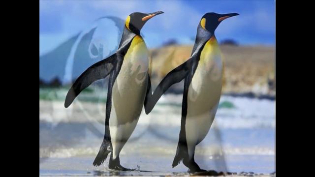 Пингвины