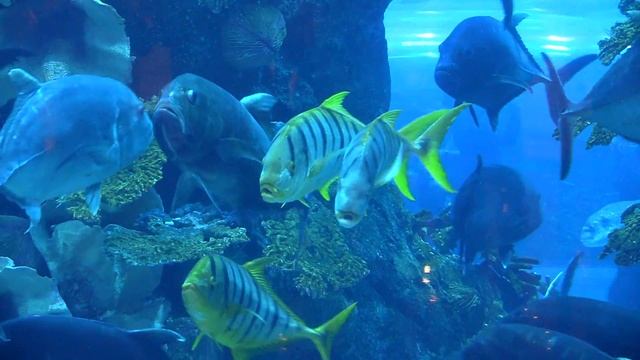 Аквариум в Дубае | Dubai Aquarium смотреть онлайн