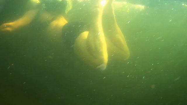 Испытательно-контрольное погружение под воду в противогазе ИП-4.(часть 1) смотреть онлайн