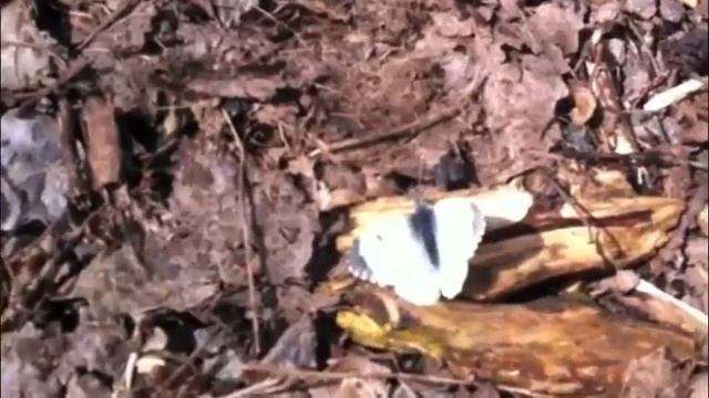 Large White (Pieris brassicae) Butterfly смотреть онлайн
