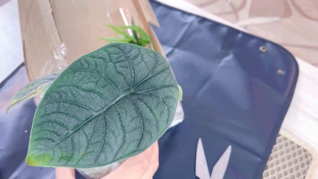 Алоказия Рептилия 🐉 смотреть онлайн