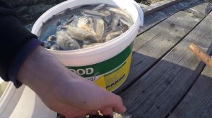 Запускаю малька карпа к себе в пруд. Первые проблемы. Выращиваем рыбу в пруду на лето. Сезон 2020г