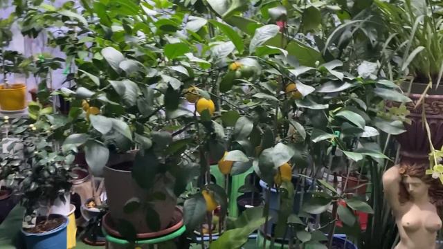 15 грудня, розквітли плоди банана та камелія смотреть онлайн