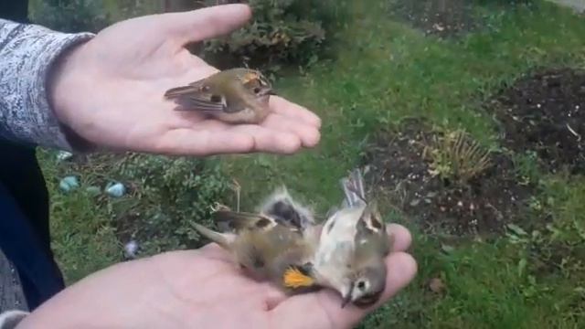 Замерзающие корольки в Зеленоградске смотреть онлайн