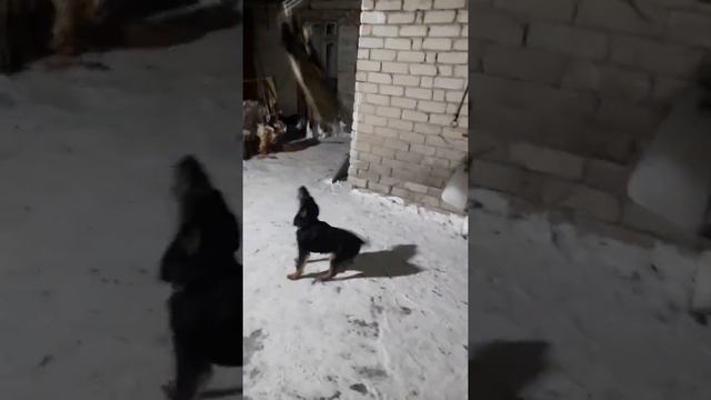 Продолжаем тренировки Досик 6 месяцев смотреть онлайн