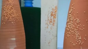 Дискусы и Хлорамин Т.