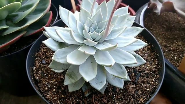 10 SUCULENTAS COM PRUÍNA | DICAS DE CULTIVO PARA SUCULENTAS COM PRUÍNA / Jardim de Suculentas смотреть онлайн